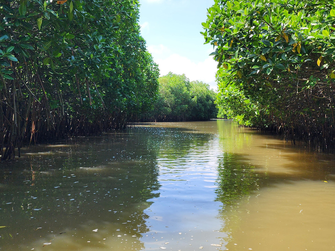 Pichavaram Mangrove Forest-Chidambaram必去景点
