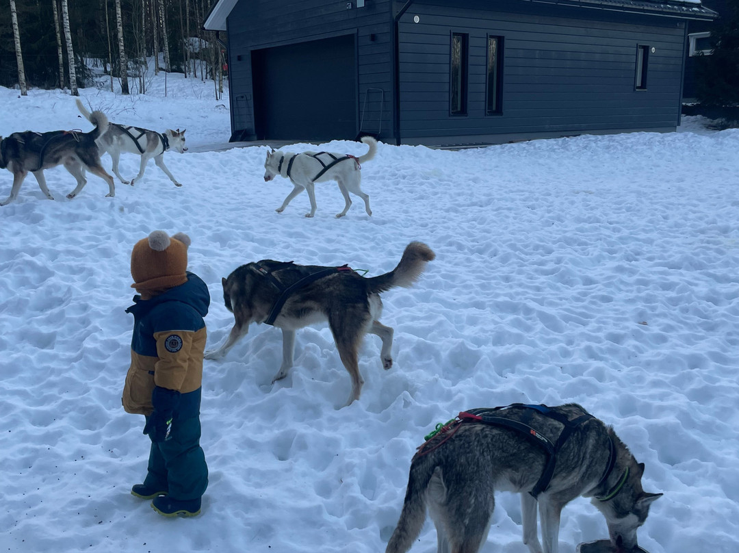 Unique husky sleddog tours near Helsinki-赫尔辛基必去景点