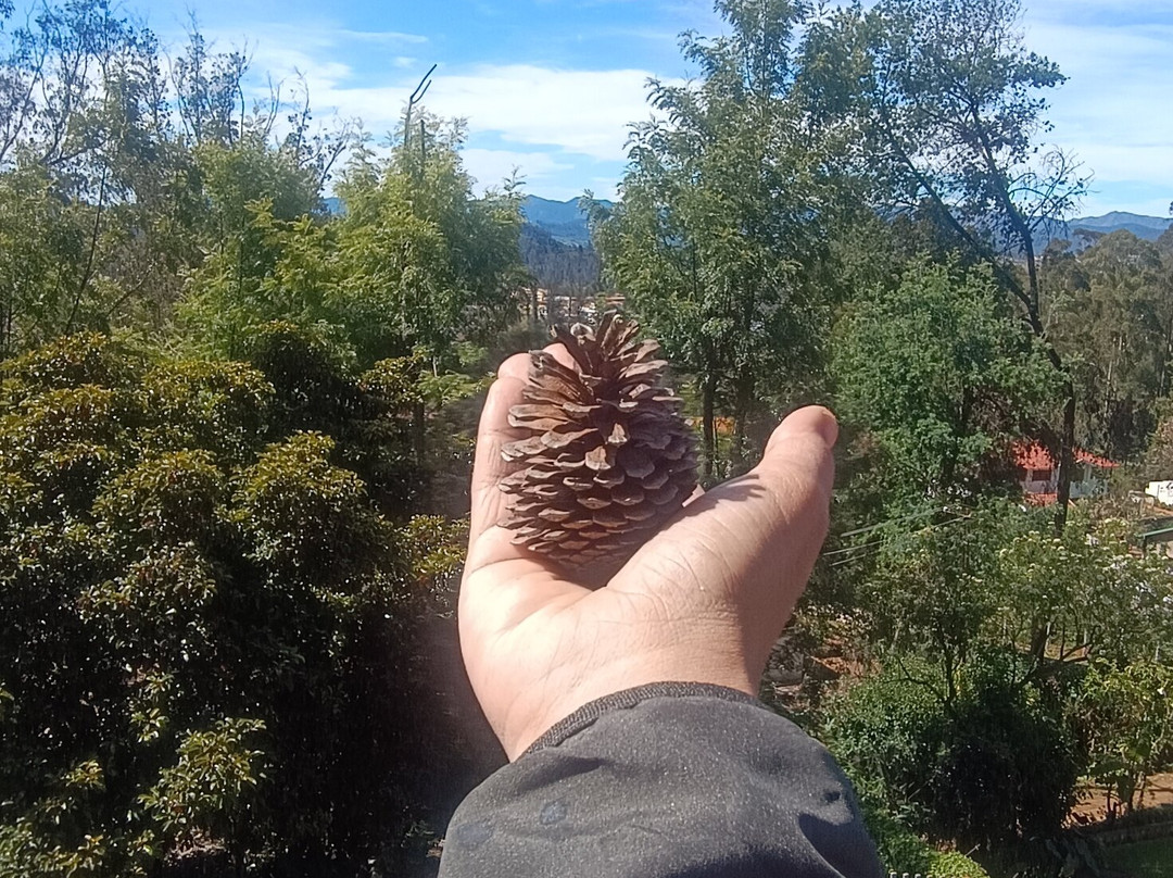 Bird Of Paradise - Willow Hill By Nature Resorts