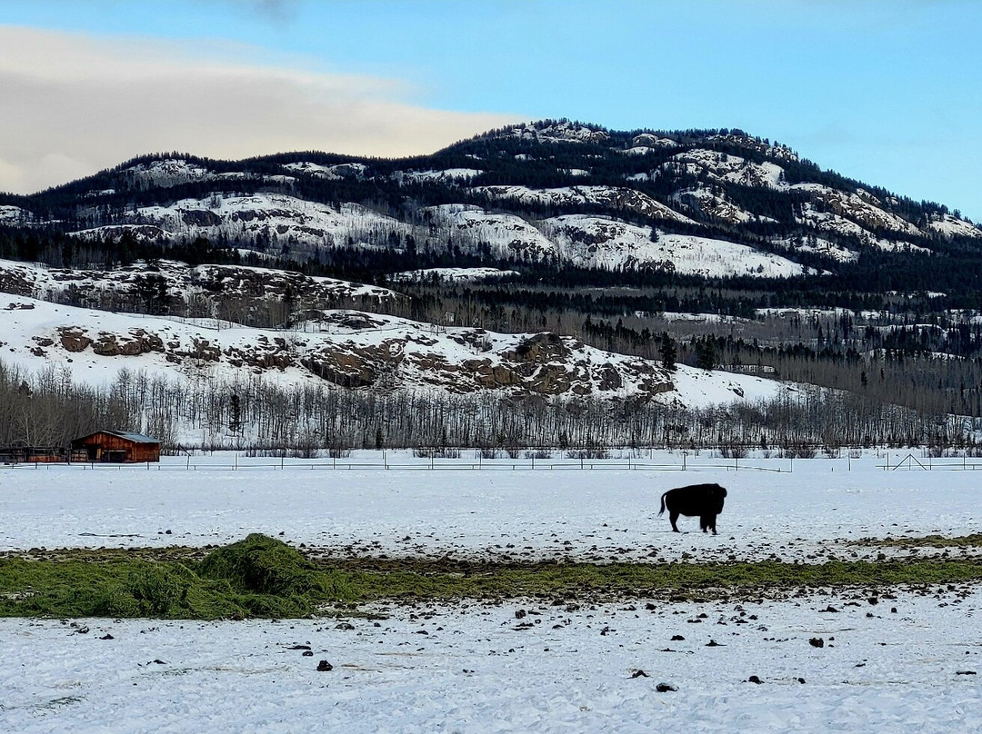Yukon Wildlife Preserve景点图片
