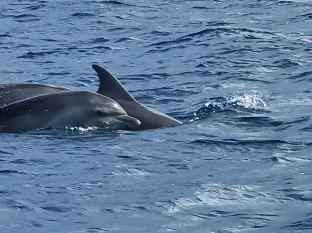 Dauphins Martinique-Trois-Ilets必去景点
