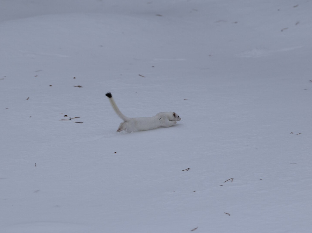 Yellowstone Expeditions-西黄石镇必去景点