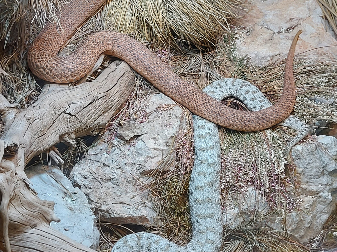 Reptilienzoo Nockalm-Patergassen必去景点