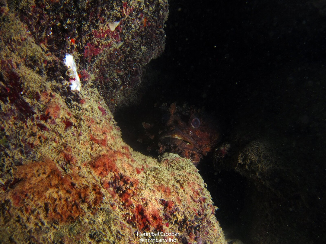 Mergulho Mágico-São José da Coroa Grande必去景点