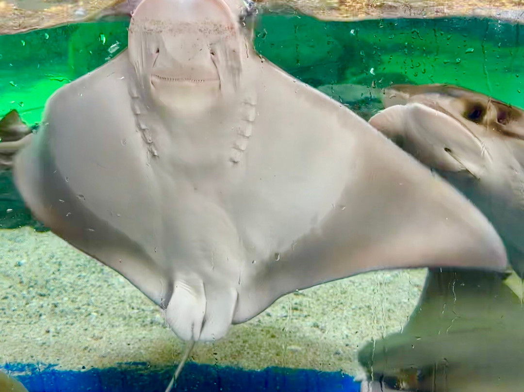 Gran Acuario Mazatlán Mar de Cortés-马萨特兰必去景点