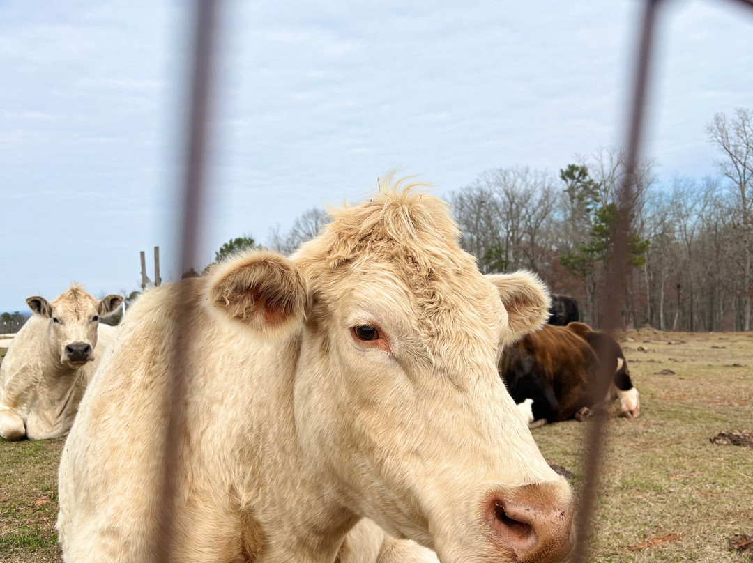 Full Circle Farm Sanctuary-Warm Springs必去景点