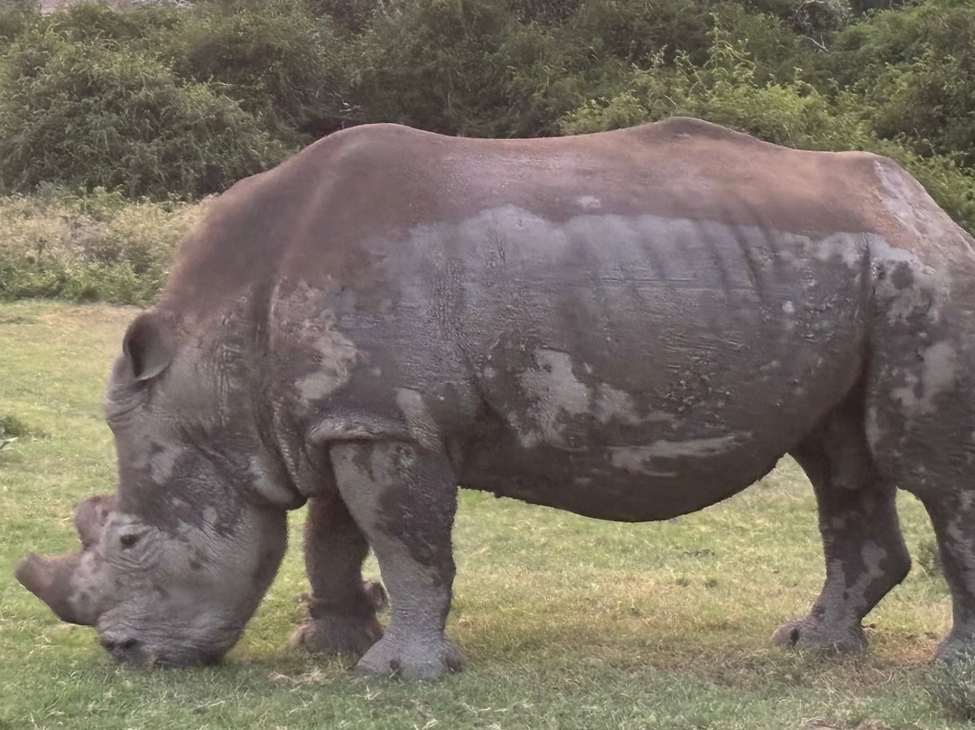 Sibuya Game Reserve - Private Day Trips-Kenton-on-Sea必去景点