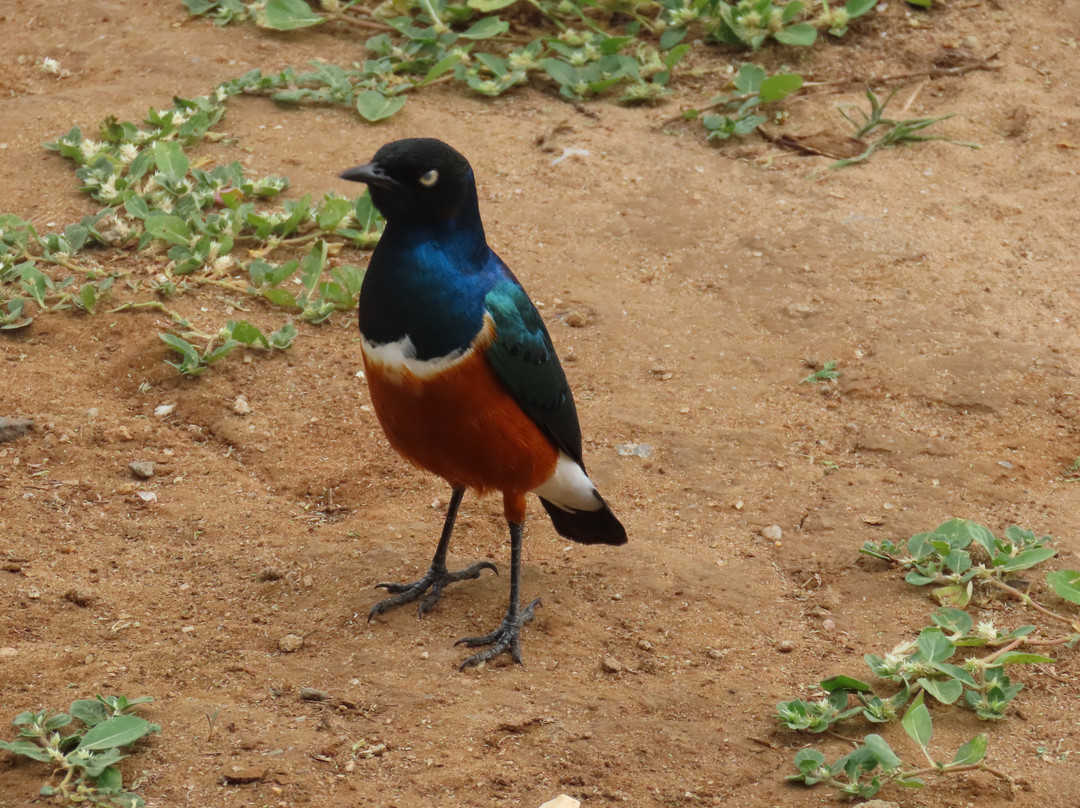 Above Safaris-阿鲁沙必去景点