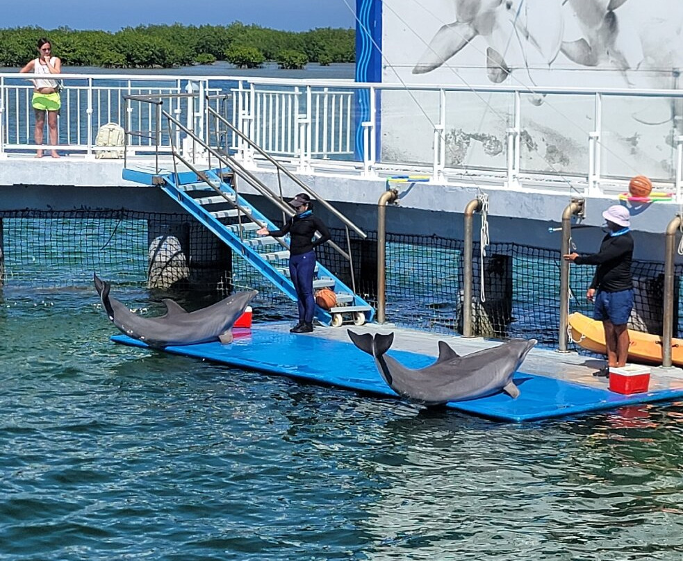 Delfinario en Cayo Santa Maria景点图片