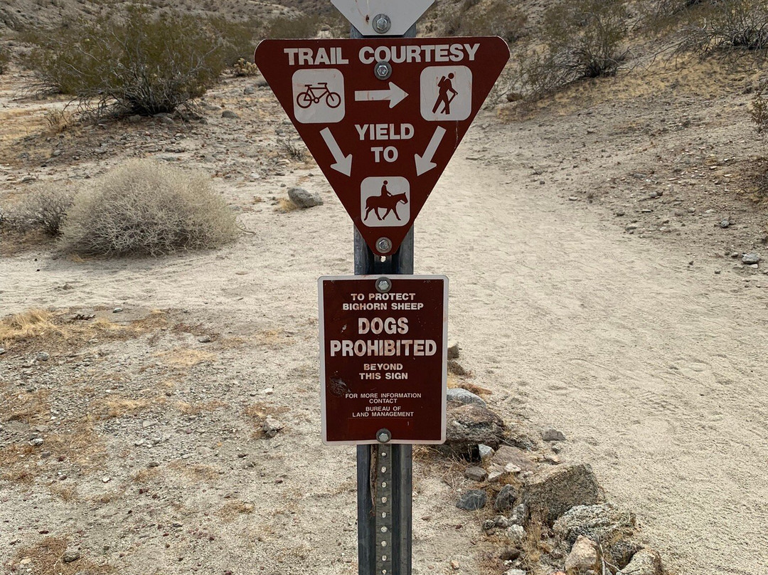 Randall Henderson Loop Trail-棕榈沙漠必去景点