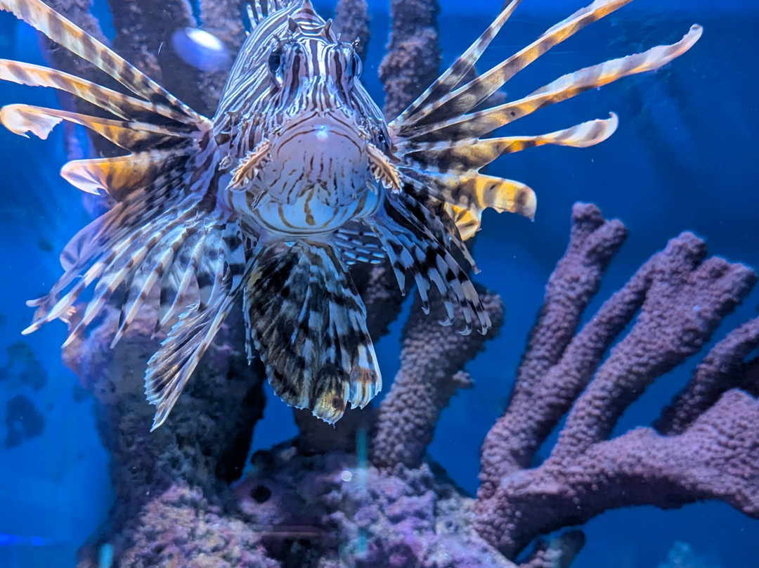 Mertailor's Mermaid Aquarium Encounter-Lecanto必去景点