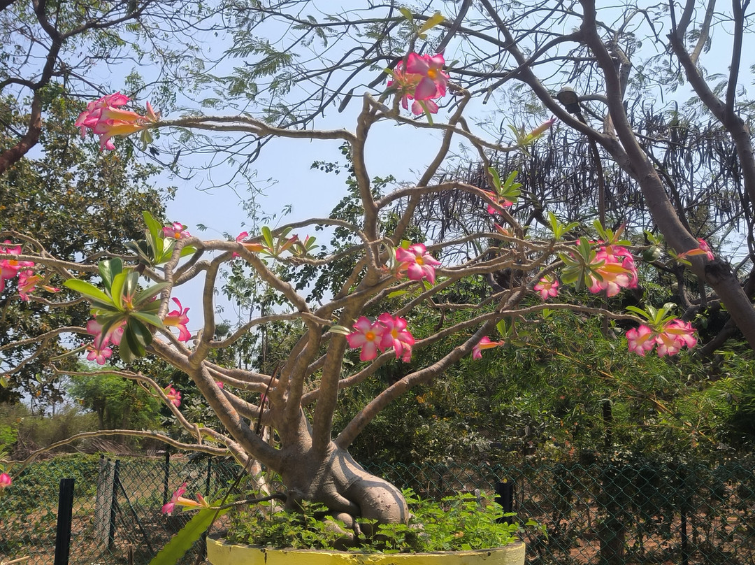 Biodiversity Park - Botanical Garden Visakhapatnam景点图片