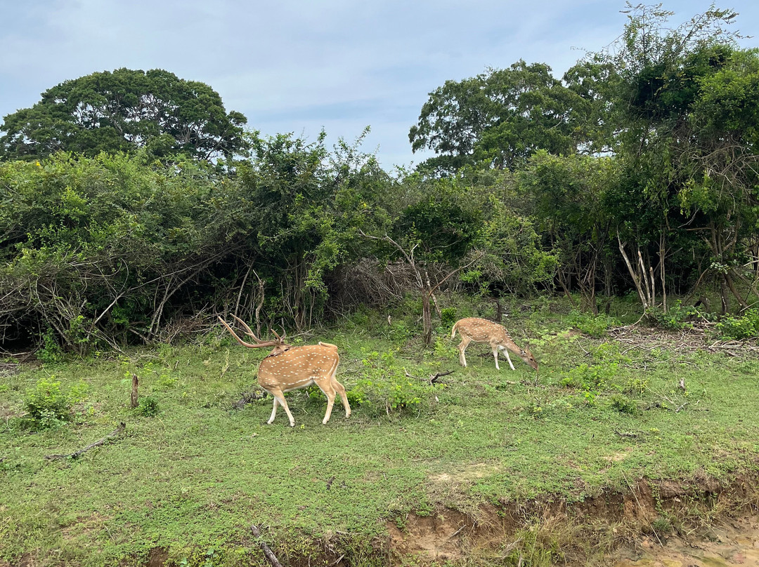 Yala National Park景点图片