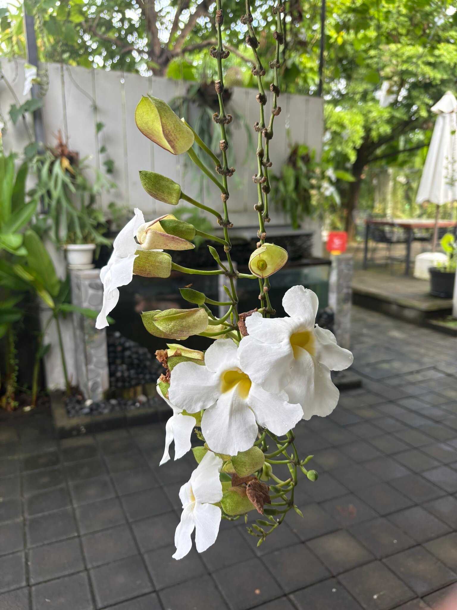 Mailaku House-官方