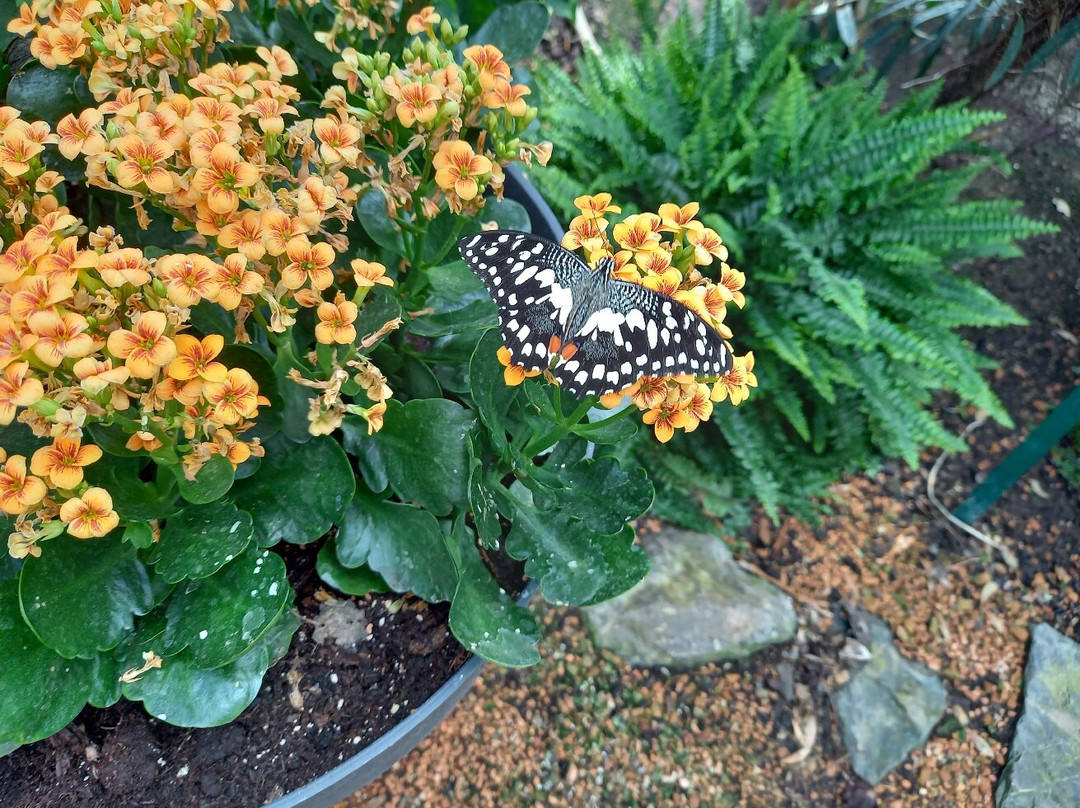 Jardin des Papillons景点图片
