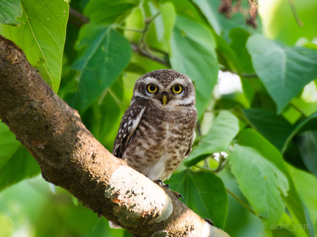 Wild Nabin Tour-奇旺国家公国必去景点