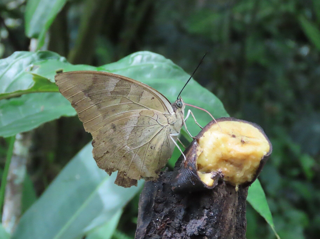 Pilpintuwasi - Wildlife Rescue Center And Butterfly Farm景点图片