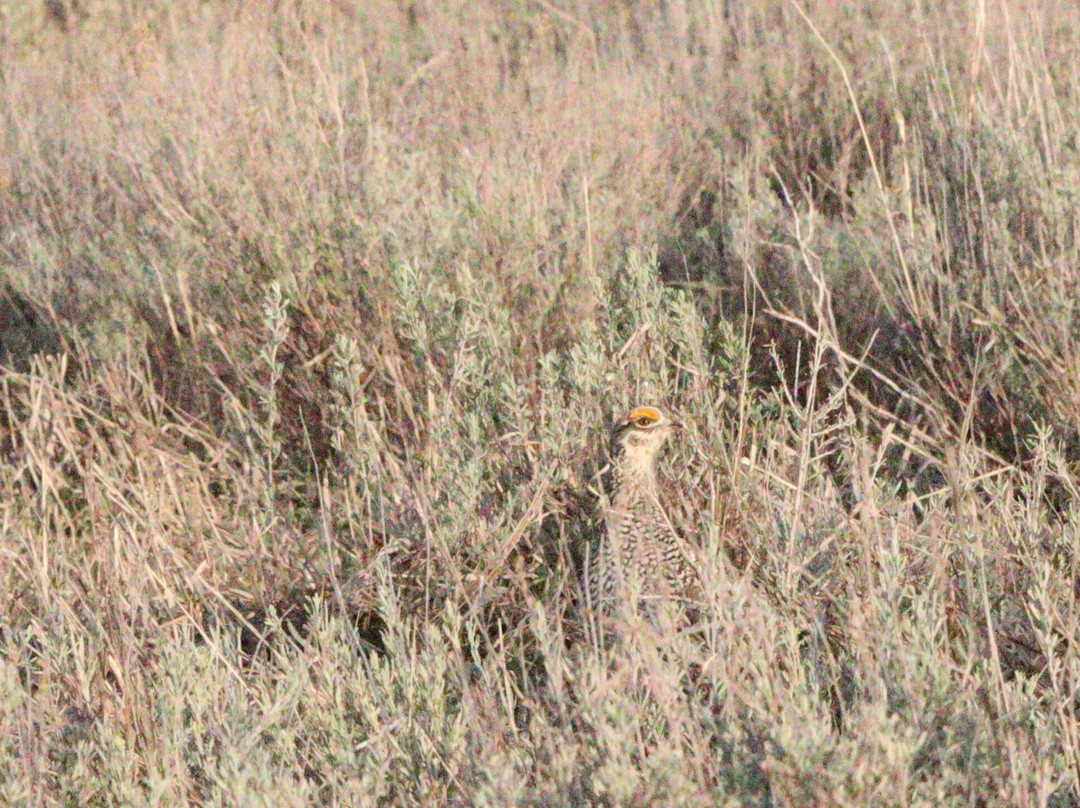 Antigone Wildlife Tours-Hayden必去景点