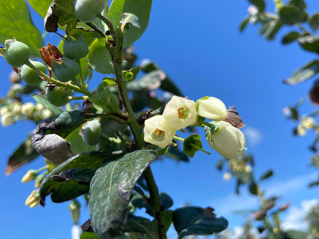 Blueberry Bunch Farm-LaBelle必去景点
