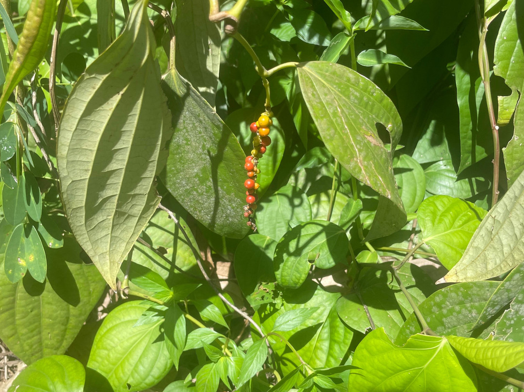 Laura's Herb & Spice Garden-St. George's必去景点