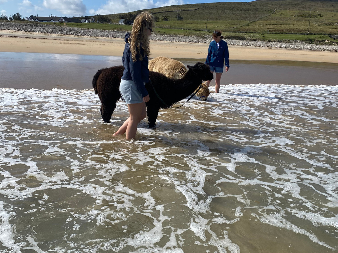 Achill Island Alpacas-Dugort必去景点