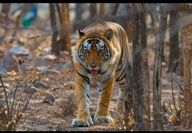 Ranthambhore Tiger Reserve景点图片