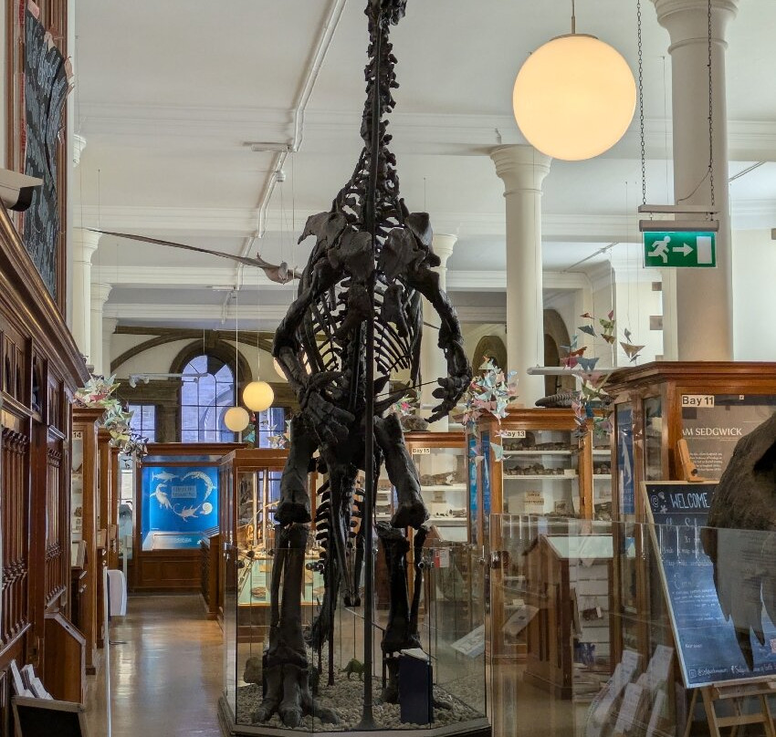 Sedgwick Museum of Earth Sciences-剑桥必去景点