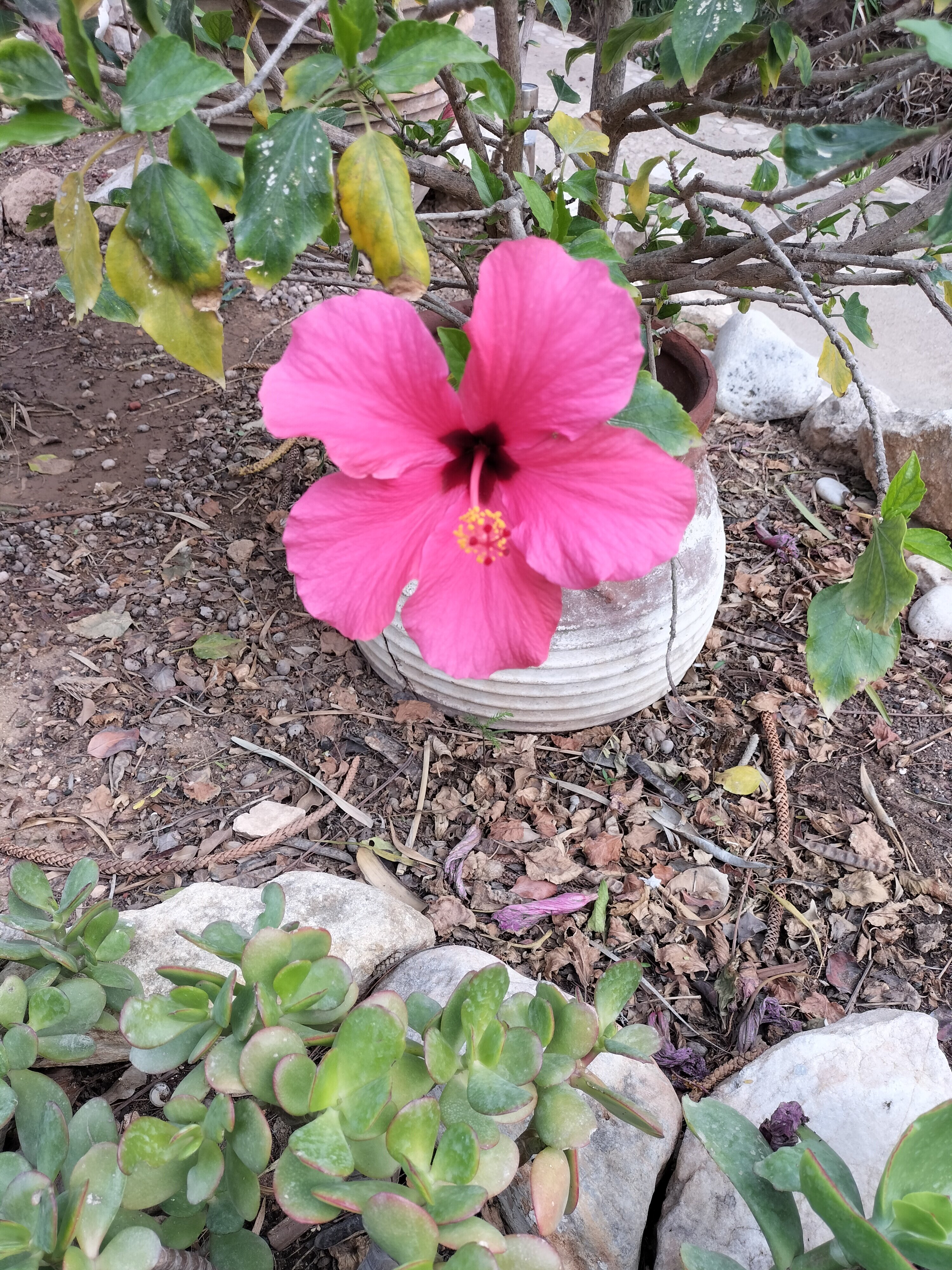 O Kipos Guesthouse-官方