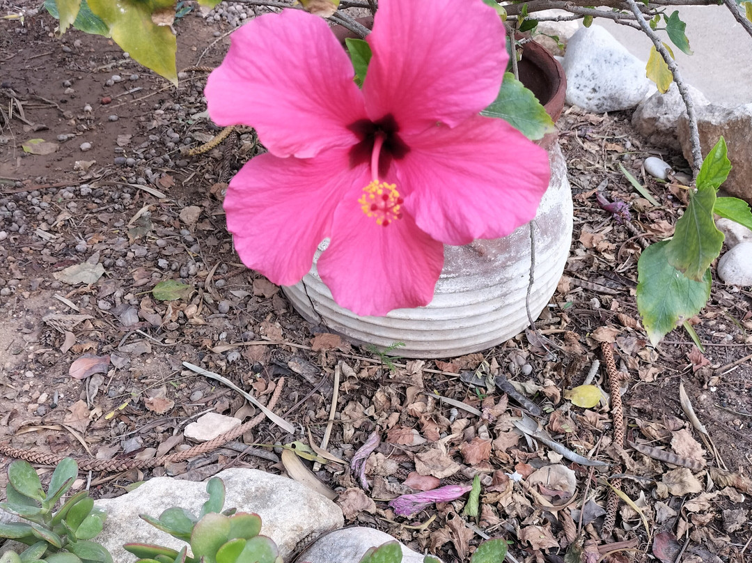 O Kipos Guesthouse主图