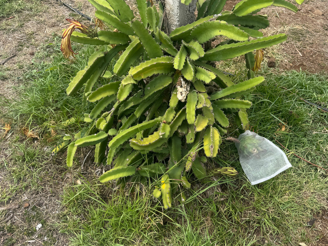 Maui Dragon Fruit Farm-拉海纳必去景点