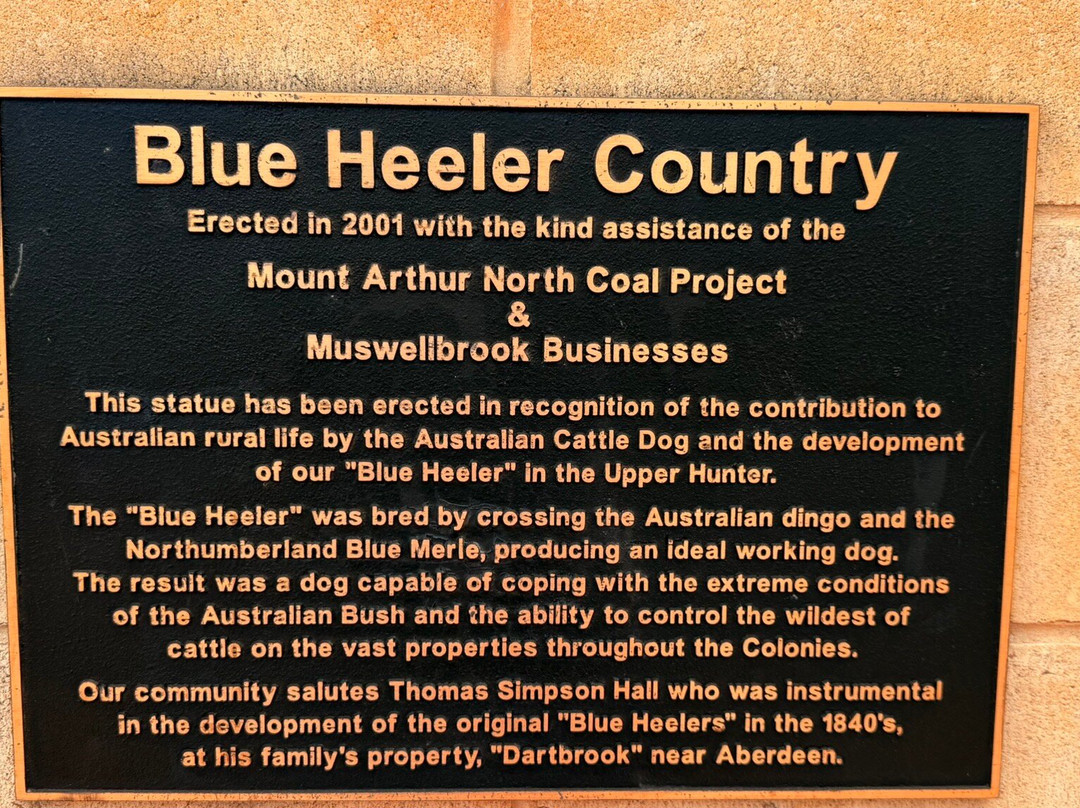 The Blue Heeler Cattle Dog Statue-Muswellbrook必去景点