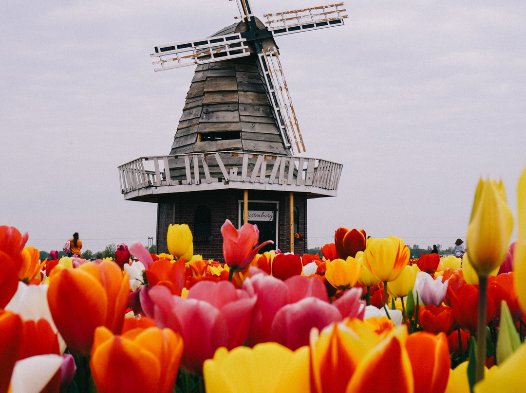 The Tulip Barn-Hillegom必去景点