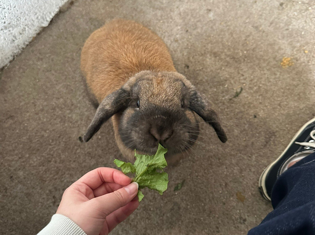 Scoops Farm-玛格丽特河必去景点