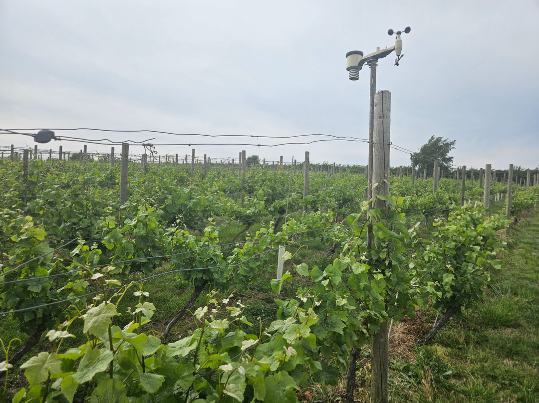 Ryedale Vineyards主图