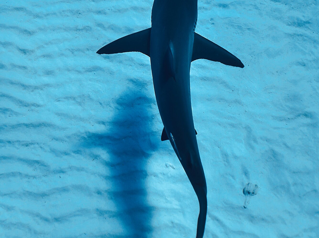 Epic Diving-West End必去景点