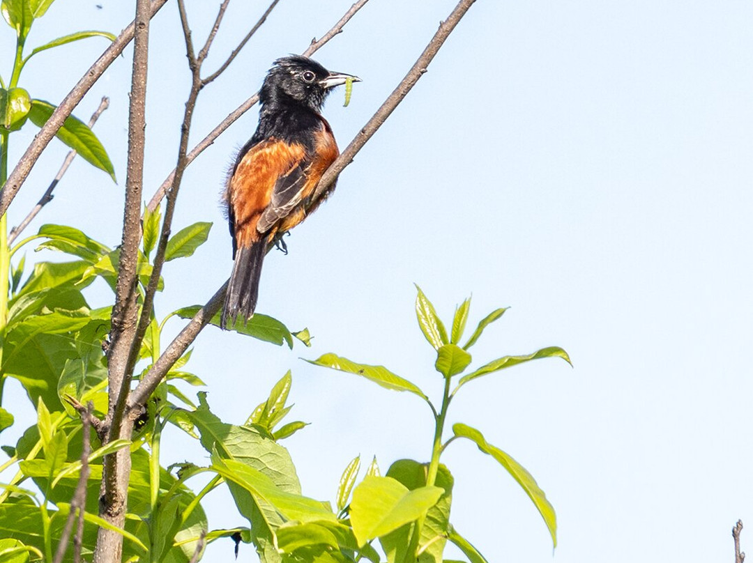 Spruce Photo Tours-汤森必去景点