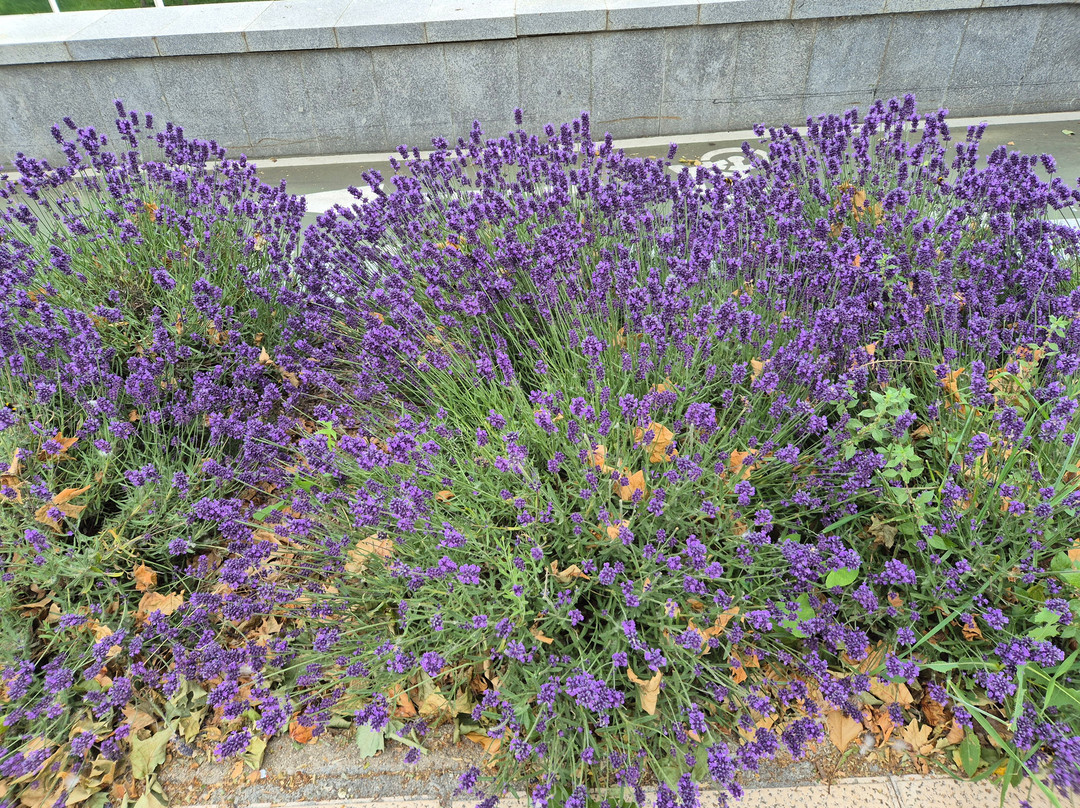 萨拉曼卡城维基酒店主图