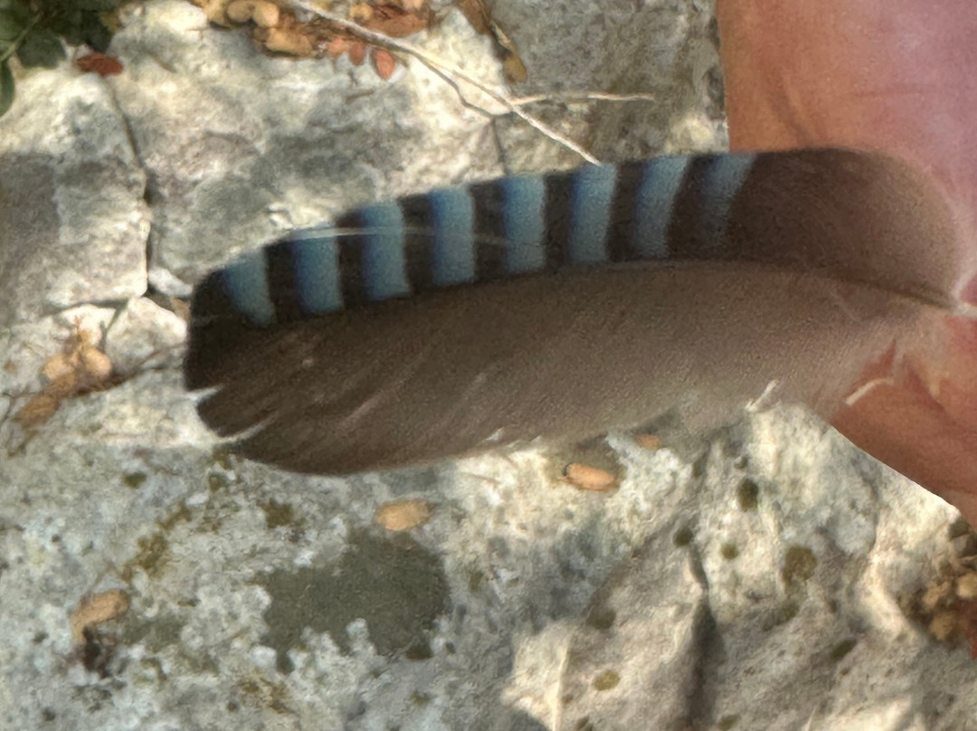 The Cypress Trail-菲斯卡尔宗必去景点