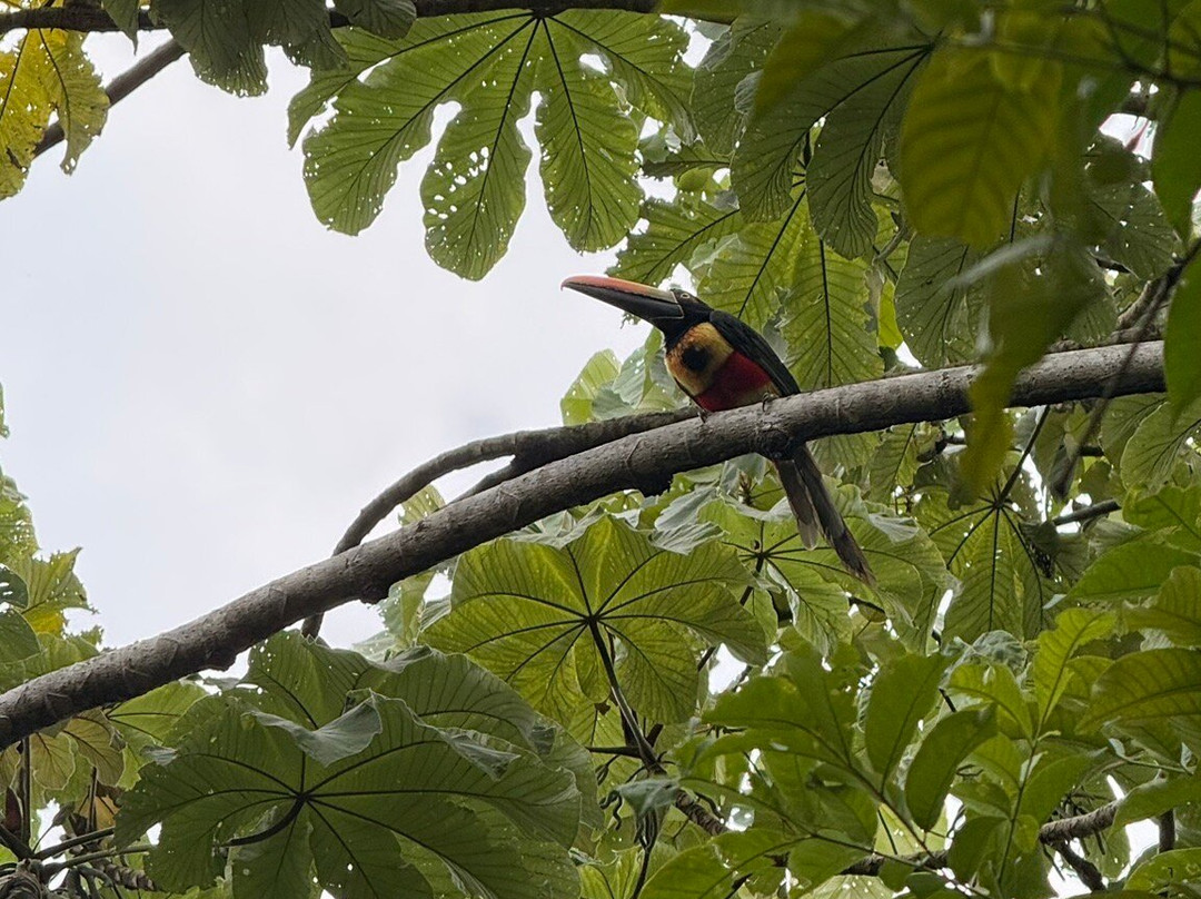 Chiclets Zipline-哈科必去景点