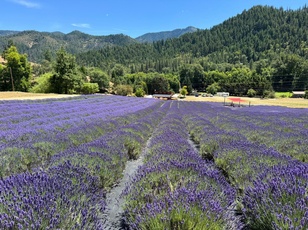 The English Lavender Farm-Applegate必去景点