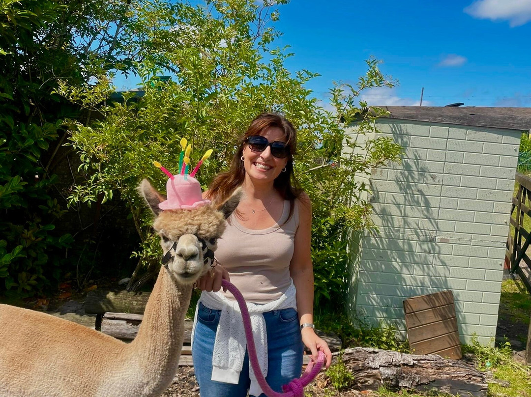 Wetley Moor Alpacas-特伦特河畔斯托克必去景点