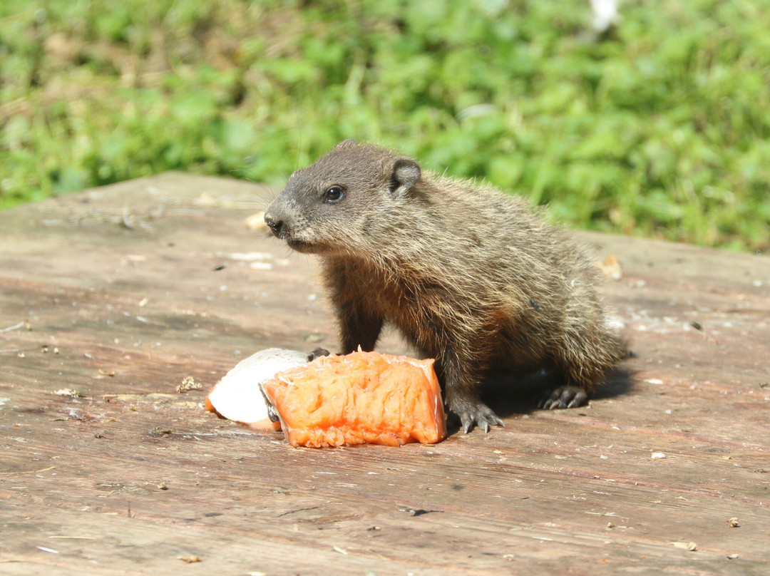 Bay Beach Wildlife Sanctuary-格林贝必去景点