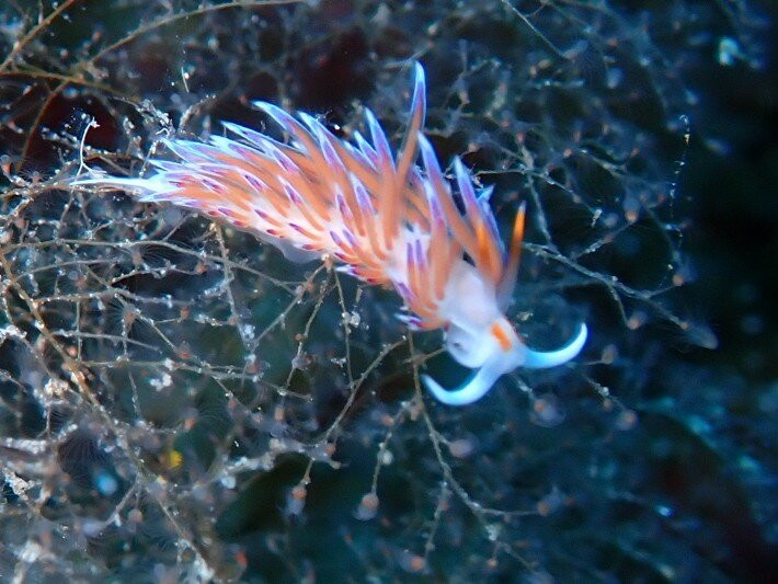 Utina Diving-Xlendi必去景点