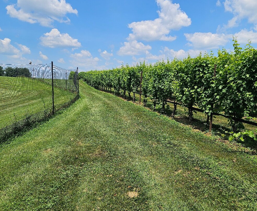 Boxwood Estate Winery-Middleburg必去景点