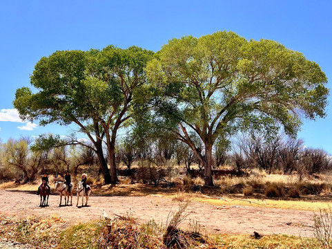 Jetalena Ranch-墓碑镇必去景点