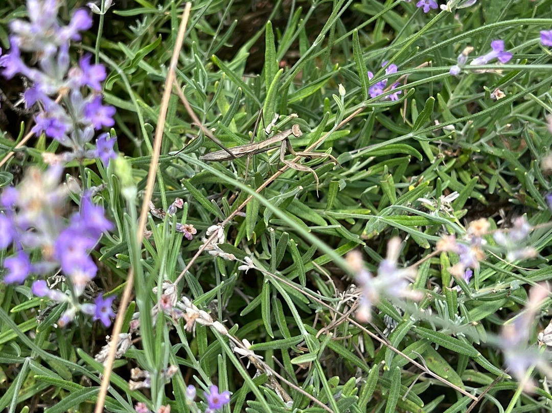 Lakeside Lavender and Herbs-La Porte必去景点