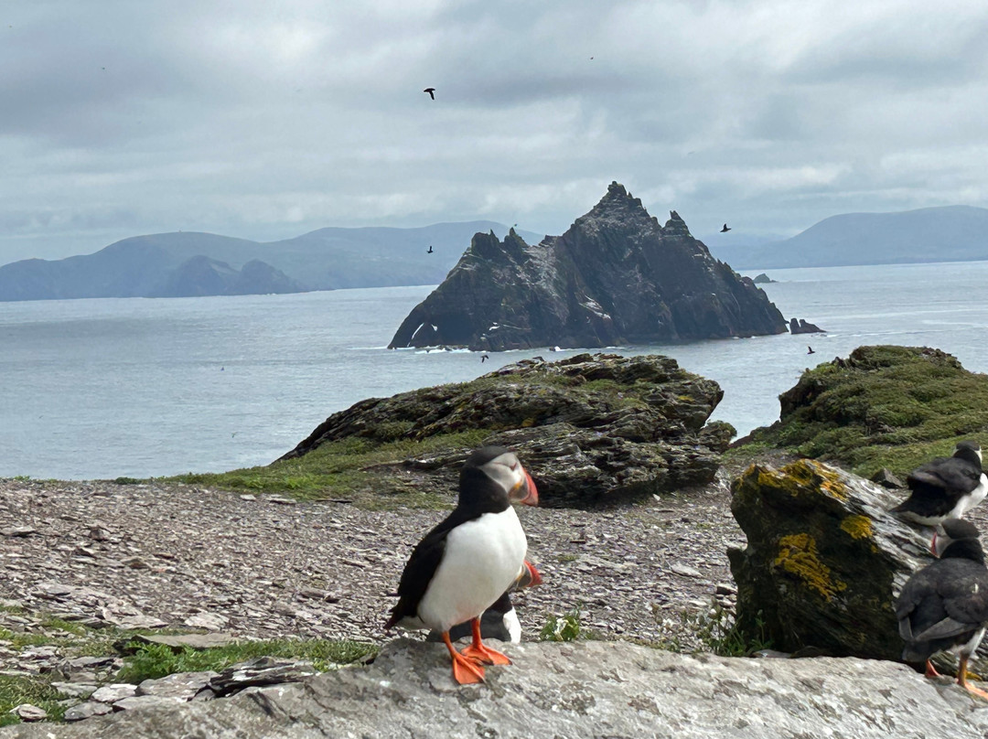 Skellig Falcon-Ballinskelligs必去景点