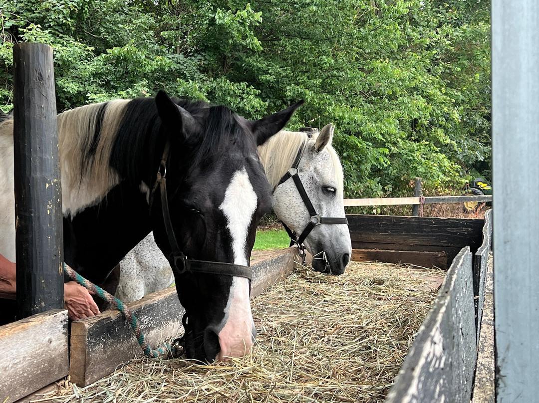Jordan Hollow Stables-Stanley必去景点