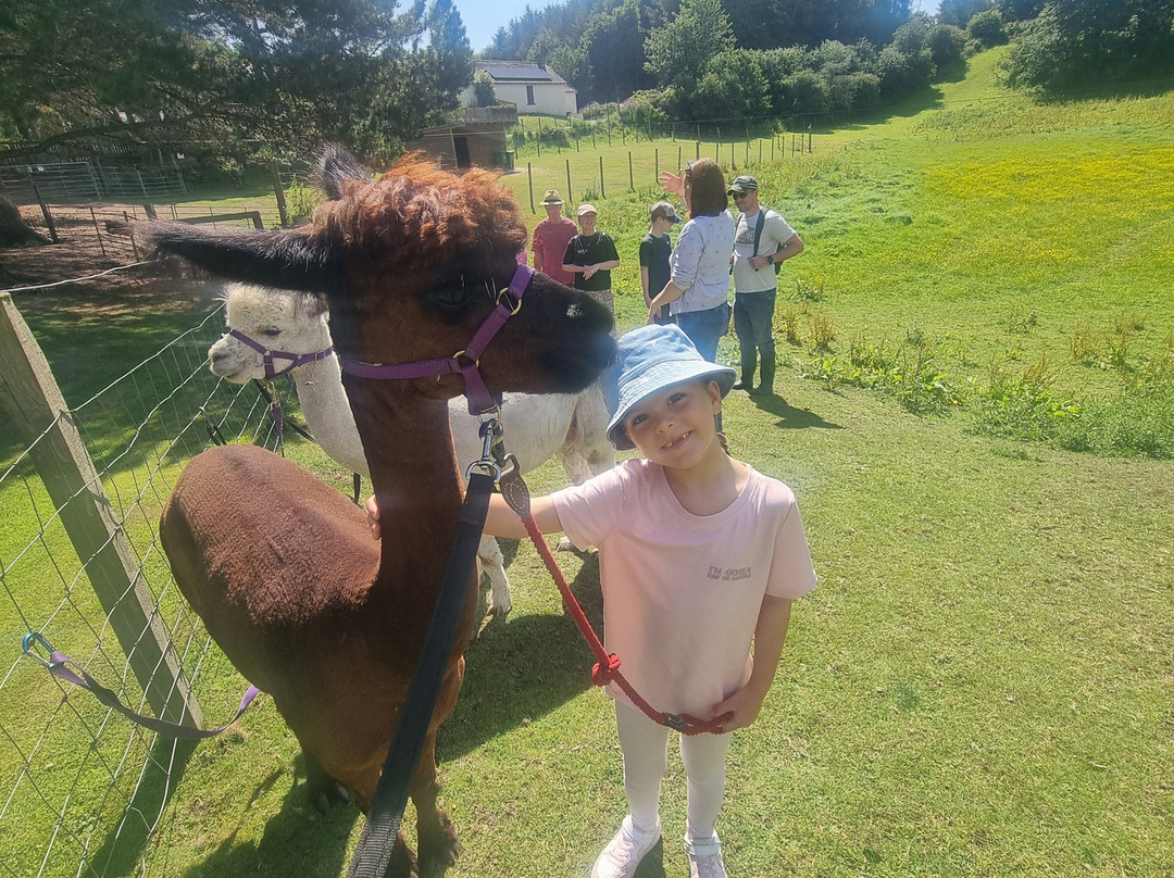 David’s Hill Alpacas-Arbroath必去景点