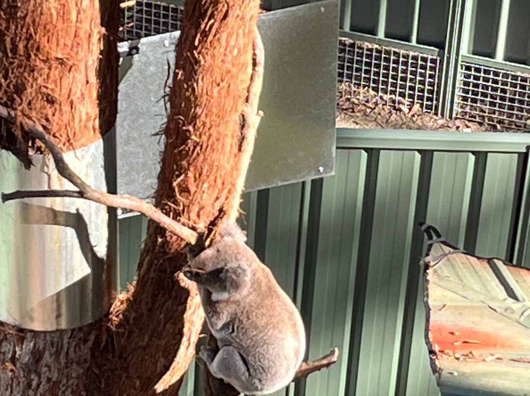 考拉医院-麦克夸利港必去景点